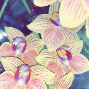 Meet your Posher, Fiona